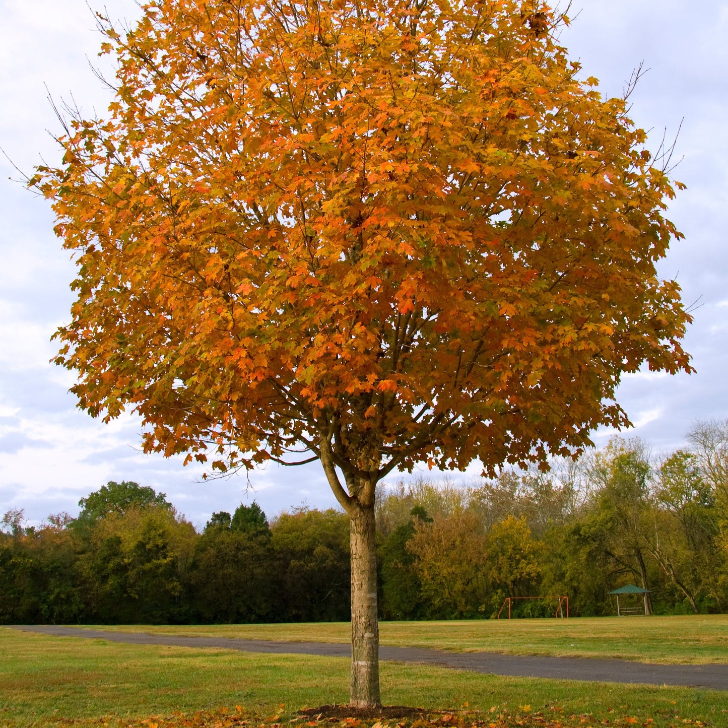 Sugar Maple Tree