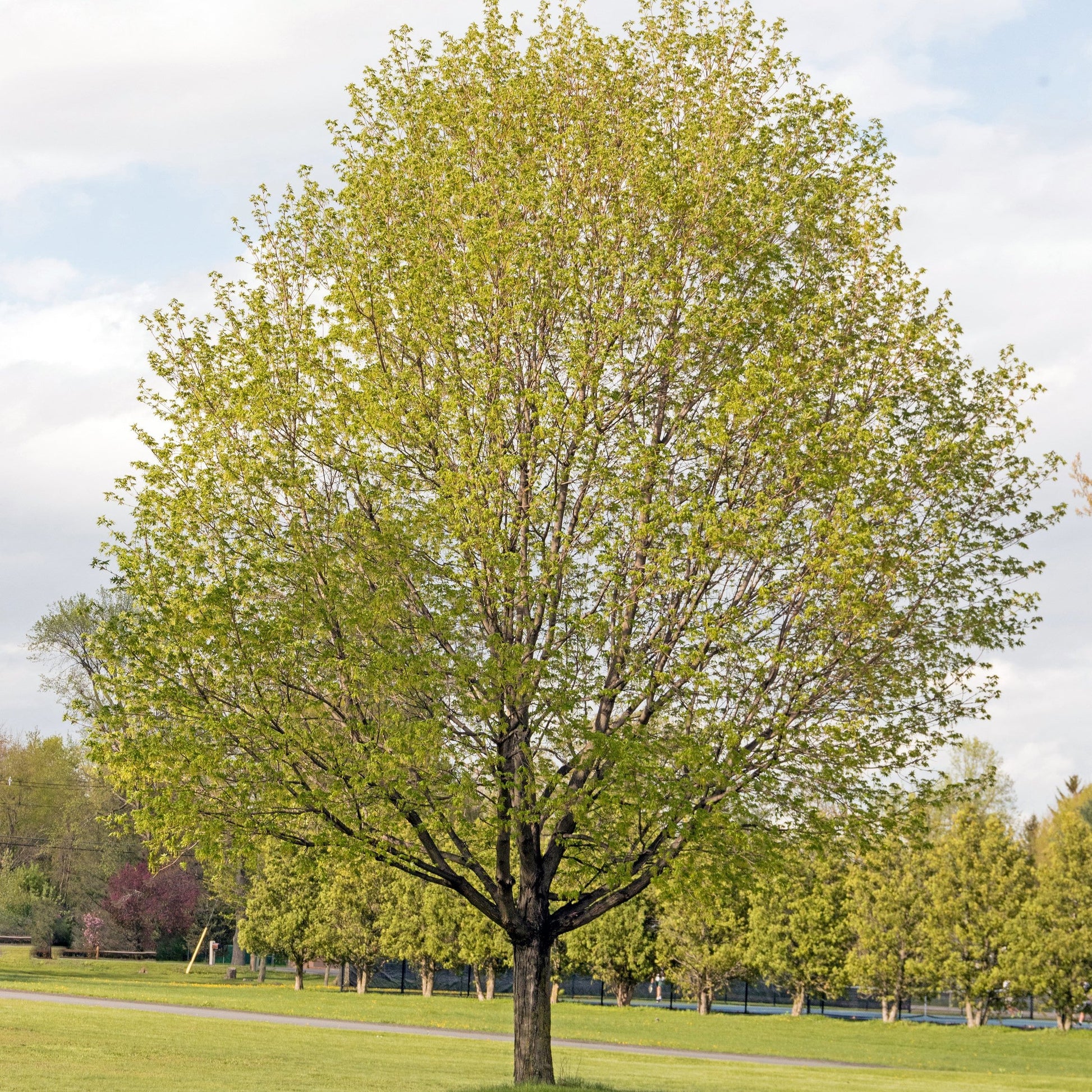 Sugar Maple Tree - Shade Tree - Buy Online at Barely Rooted