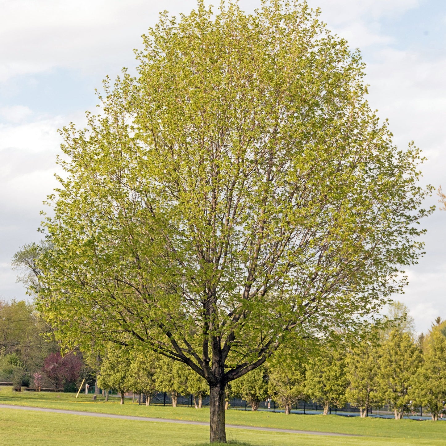 Sugar Maple Tree