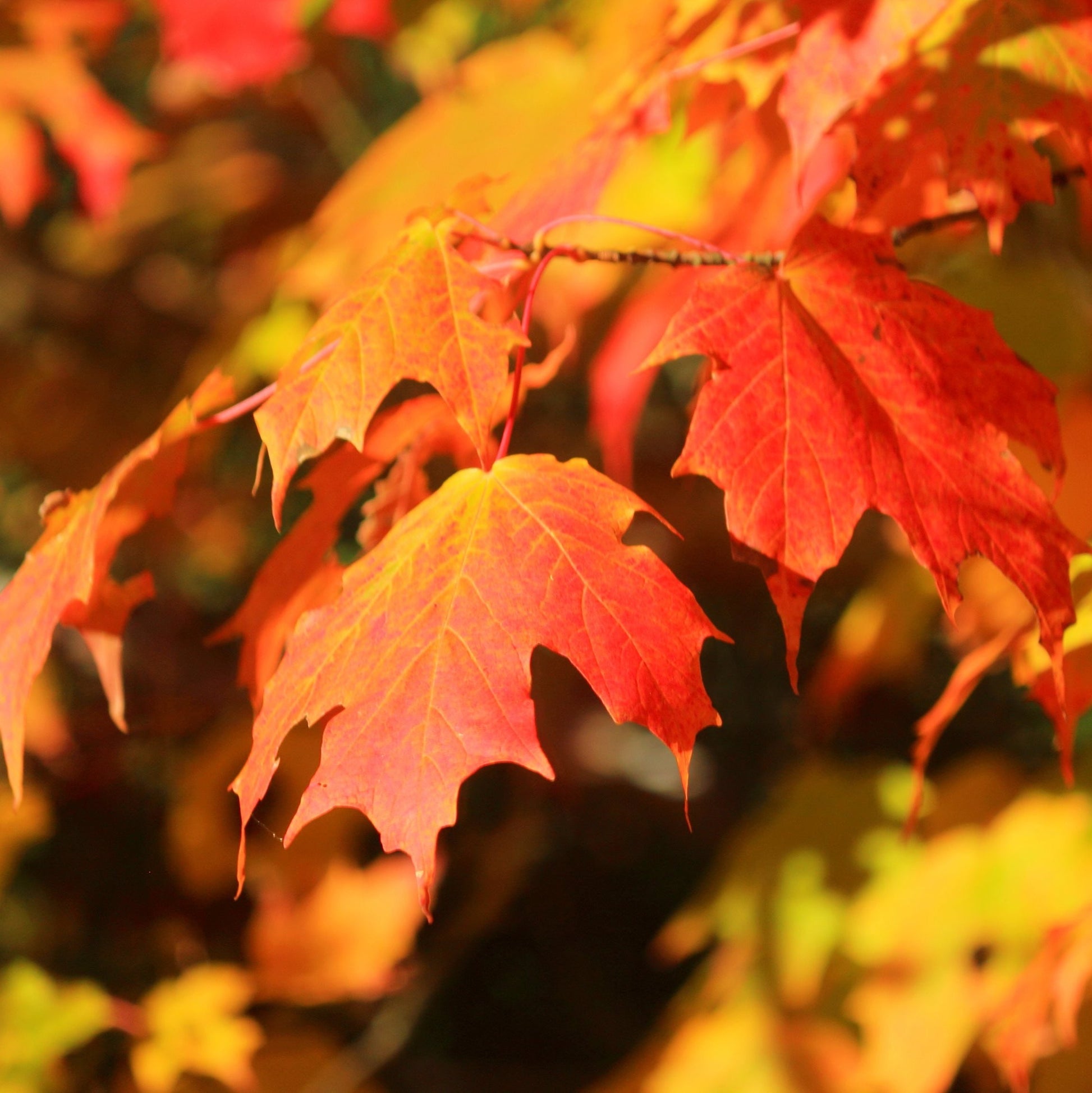 Sugar Maple Tree - Shade Tree - Buy Online at Barely Rooted
