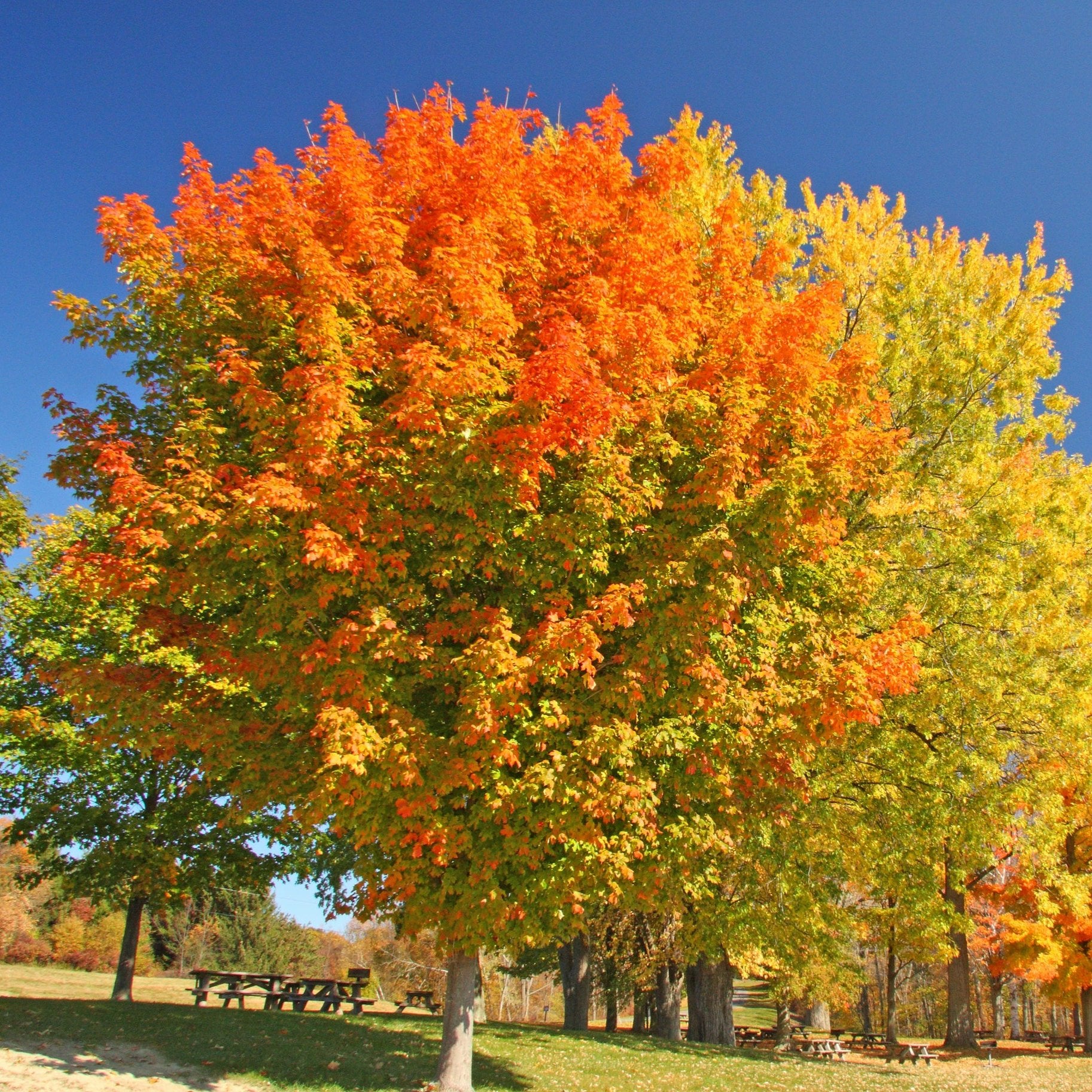 Sugar Maple Tree - Shade Tree - Buy Online at Barely Rooted