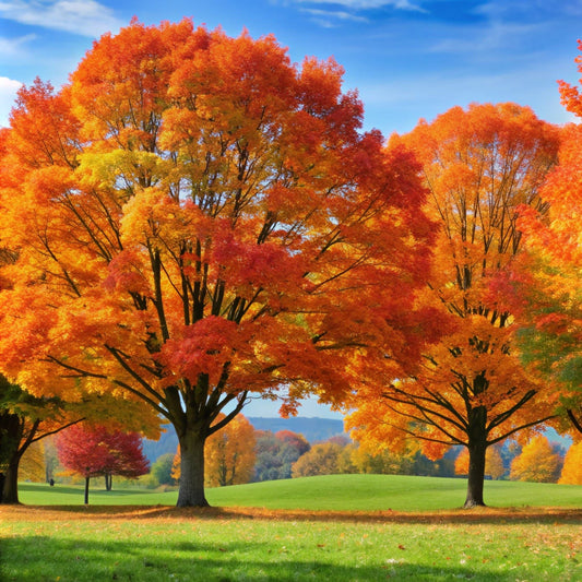 Sugar Maple Tree - Shade Tree - Buy Online at Barely Rooted