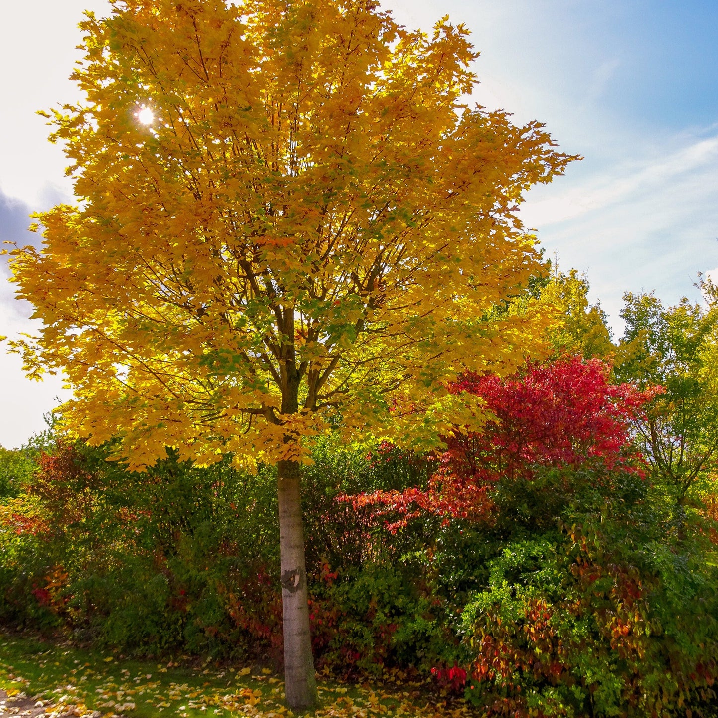 Sun Valley Maple Tree