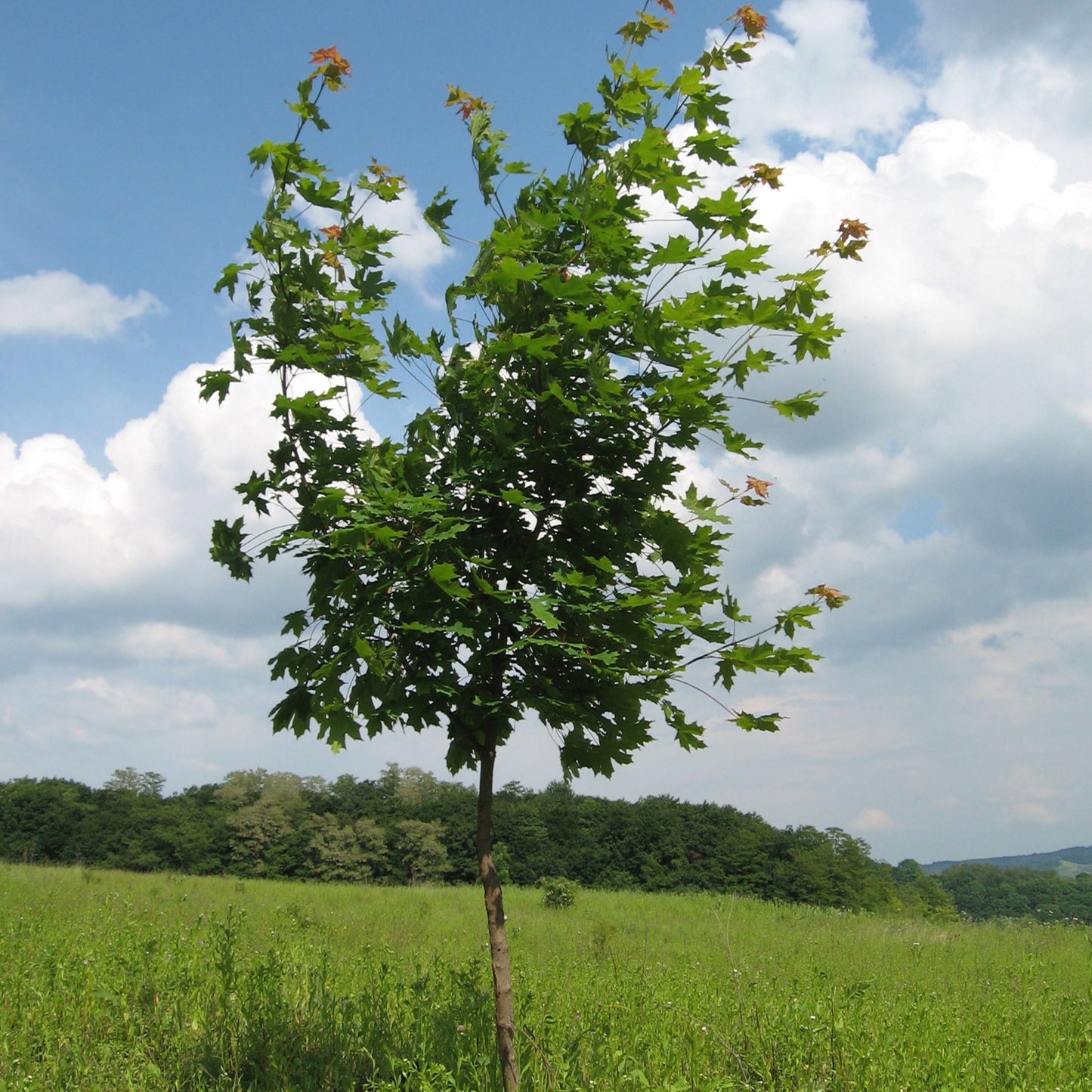 Sun Valley Maple Tree