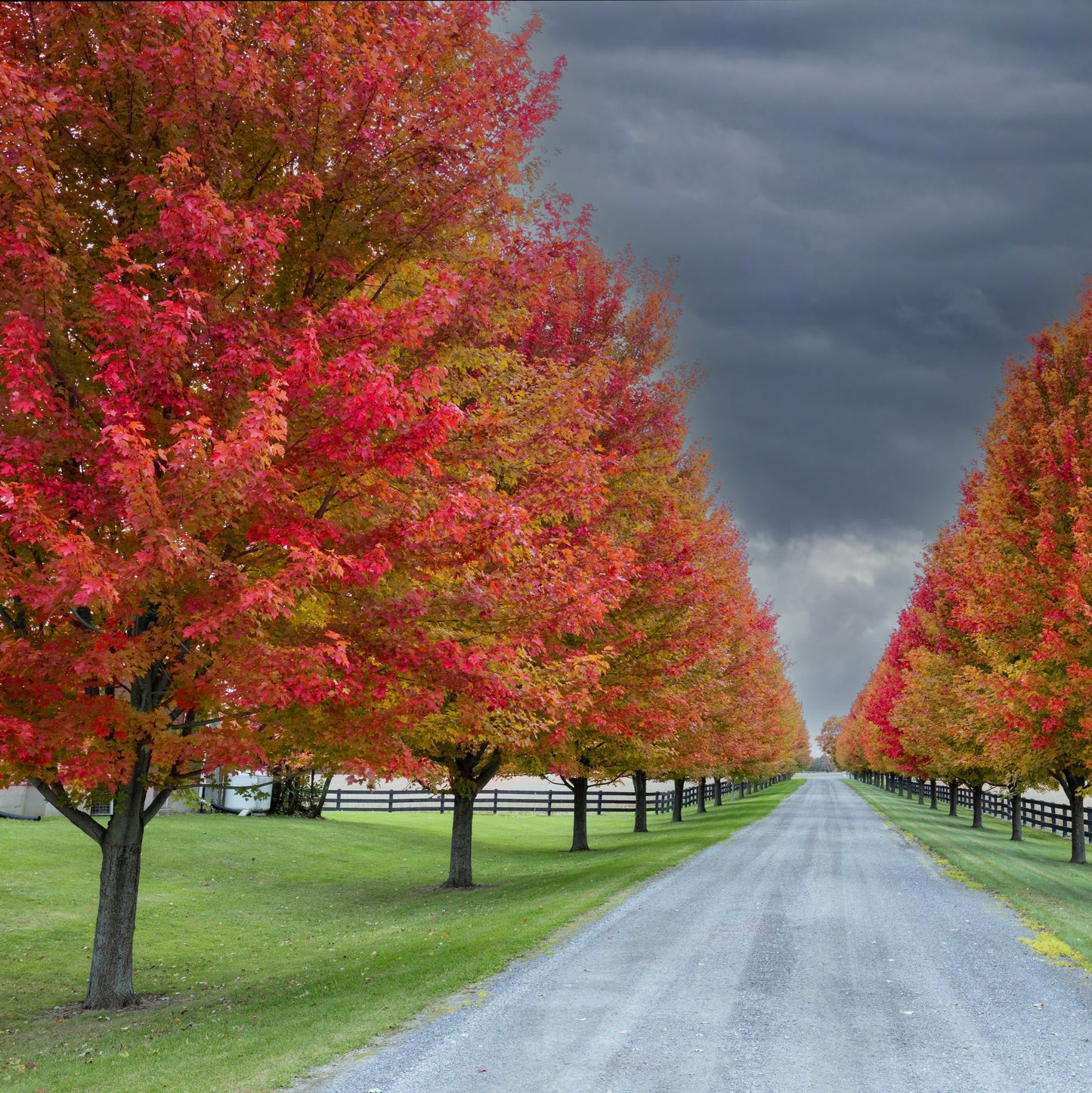 Sun Valley Maple Tree