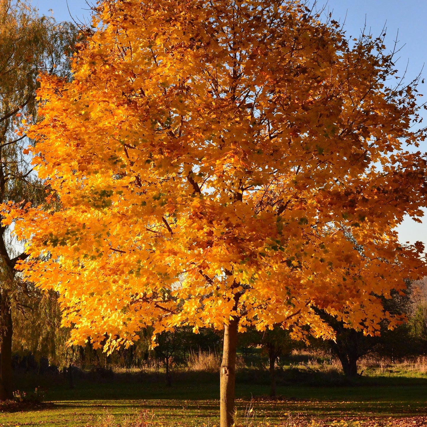 Sun Valley Maple Tree