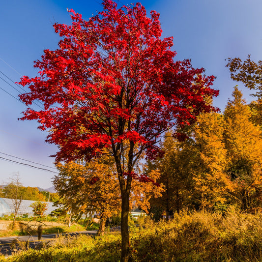 Sun Valley Maple Tree - Shade Tree - Buy Online at Barely Rooted