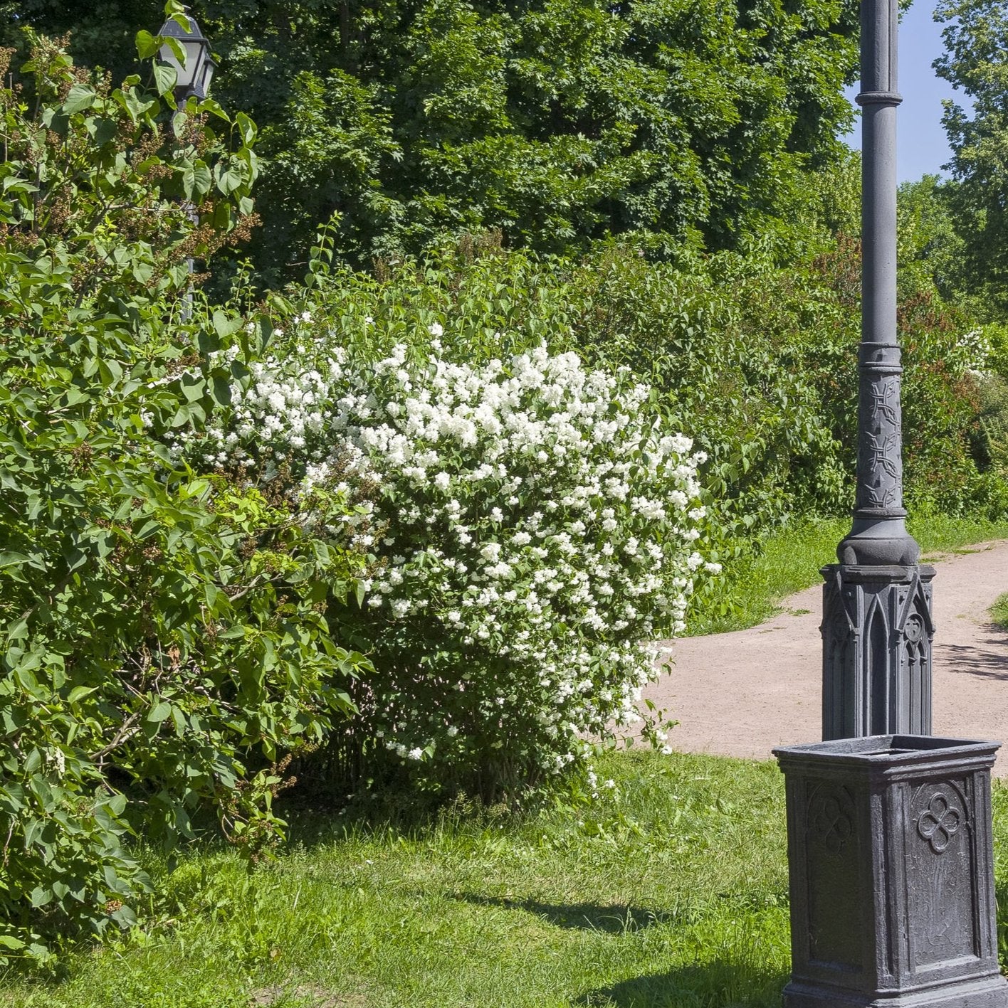 Minnesota Mock Orange Bush