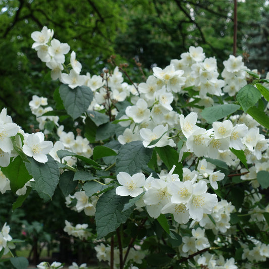Minnesota Mock Orange Shrub - Bare Root - Buy Online at Barely Rooted