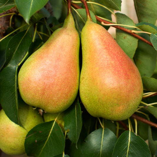Moonglow Pear Tree - Fruit Tree - Buy Online at Barely Rooted