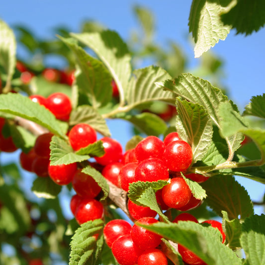 Nanking Cherry Tree - Fruit Tree - Buy Online at Barely Rooted