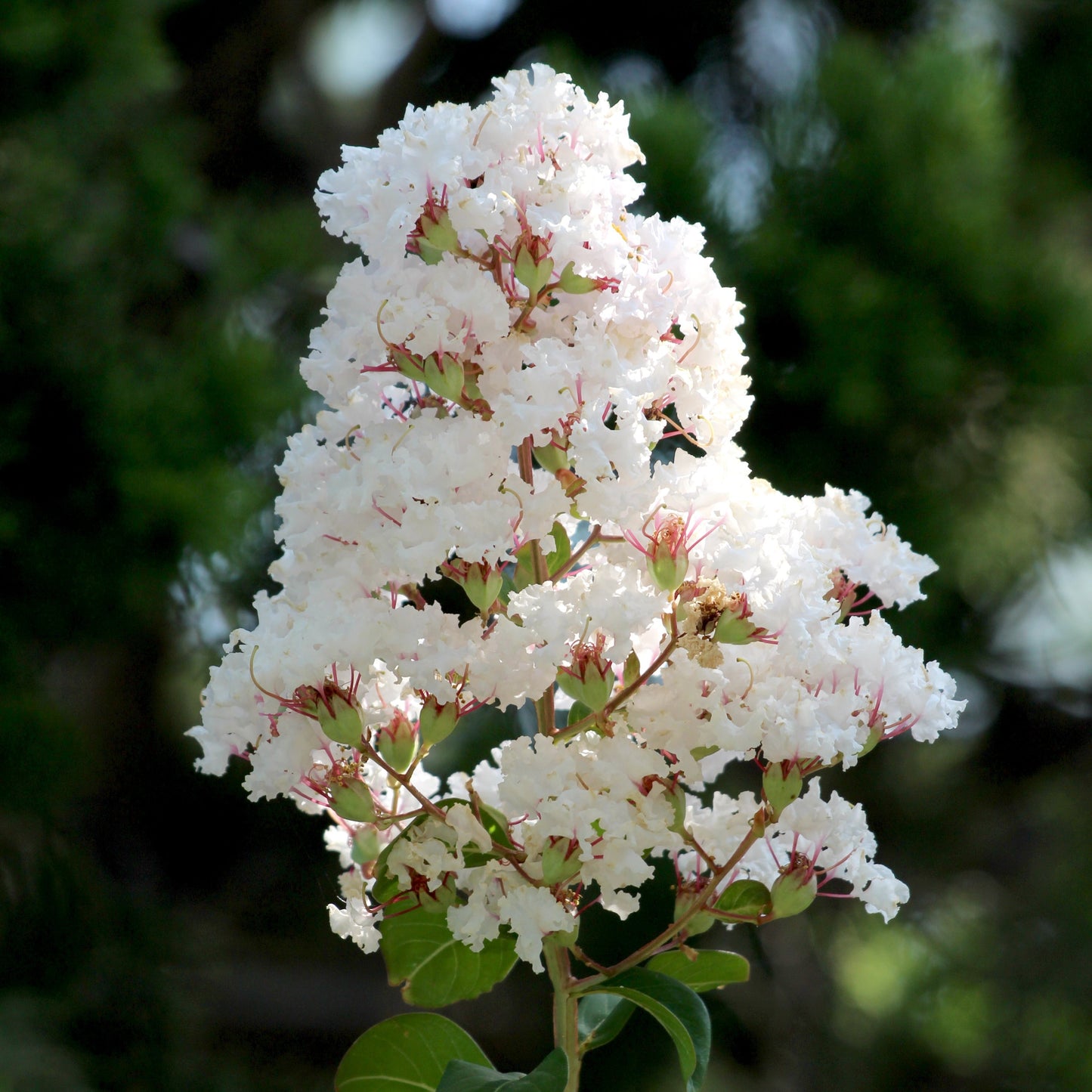 Natchez Crape Myrtle Tree