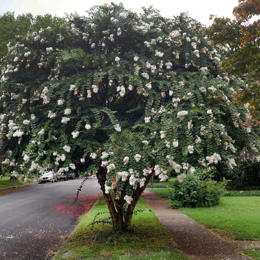 Natchez Crape Myrtle Tree - Trees - Buy Online at Barely Rooted