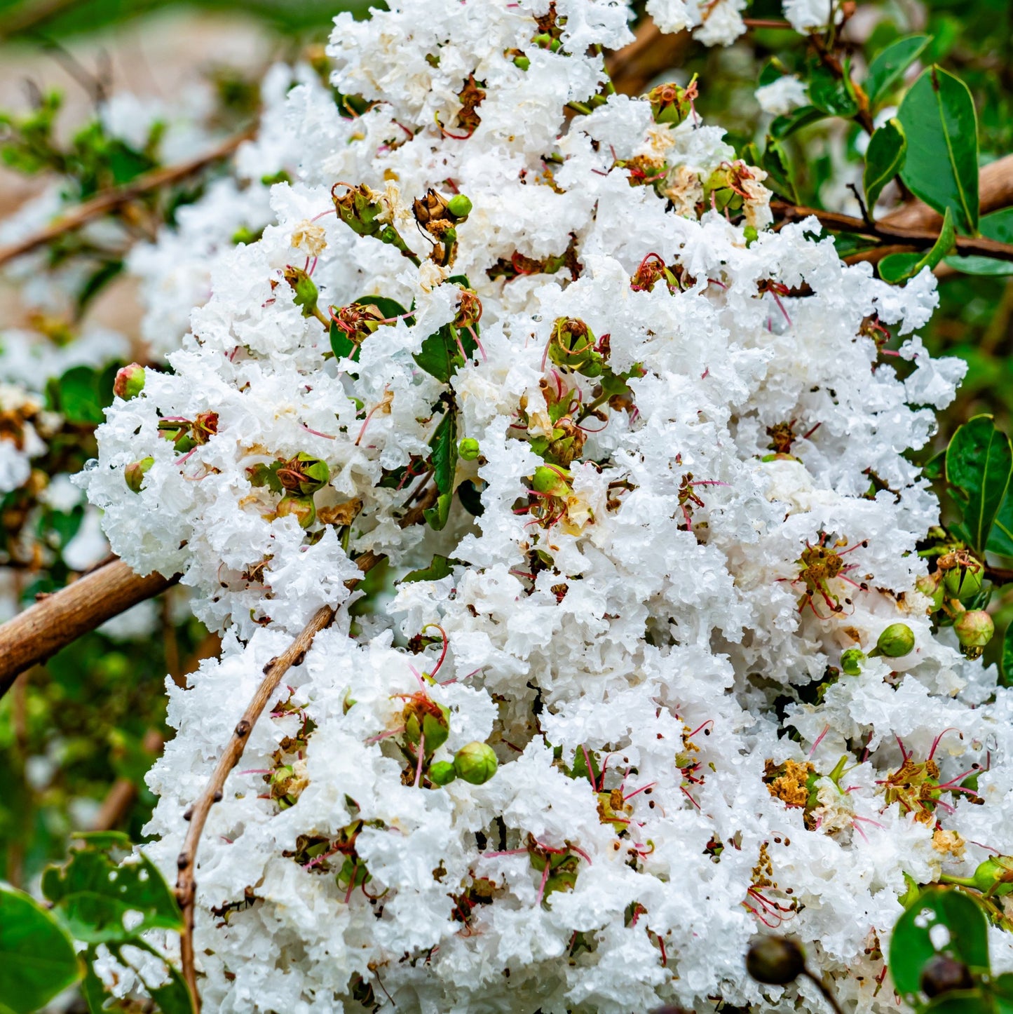 Natchez Crape Myrtle Tree