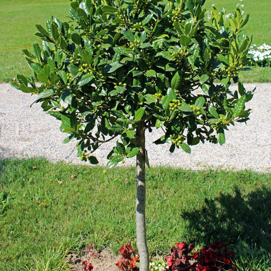 Nellie R. Stevens Holly Bush - Evergreen Shrub - Buy Online at Barely Rooted