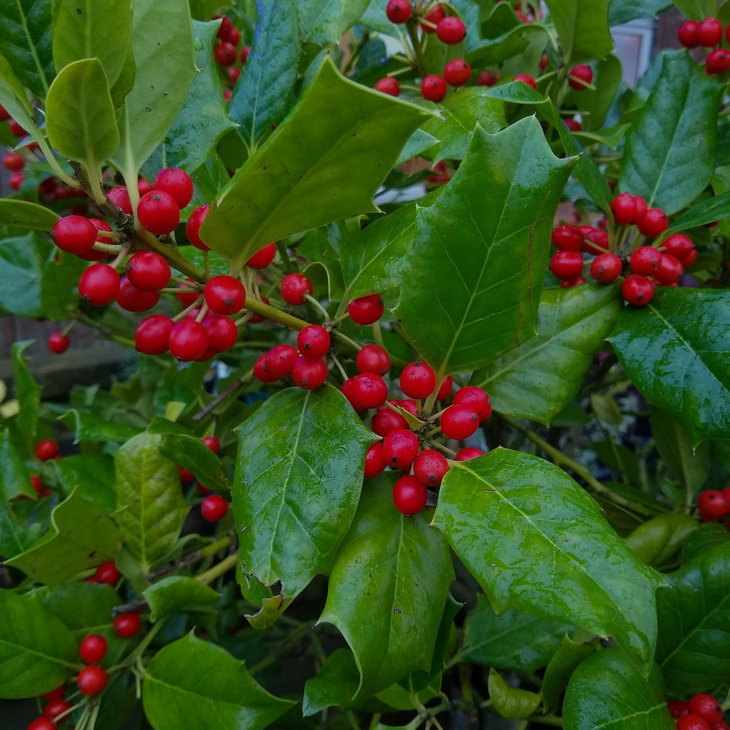 Nellie R. Stevens Holly Bush