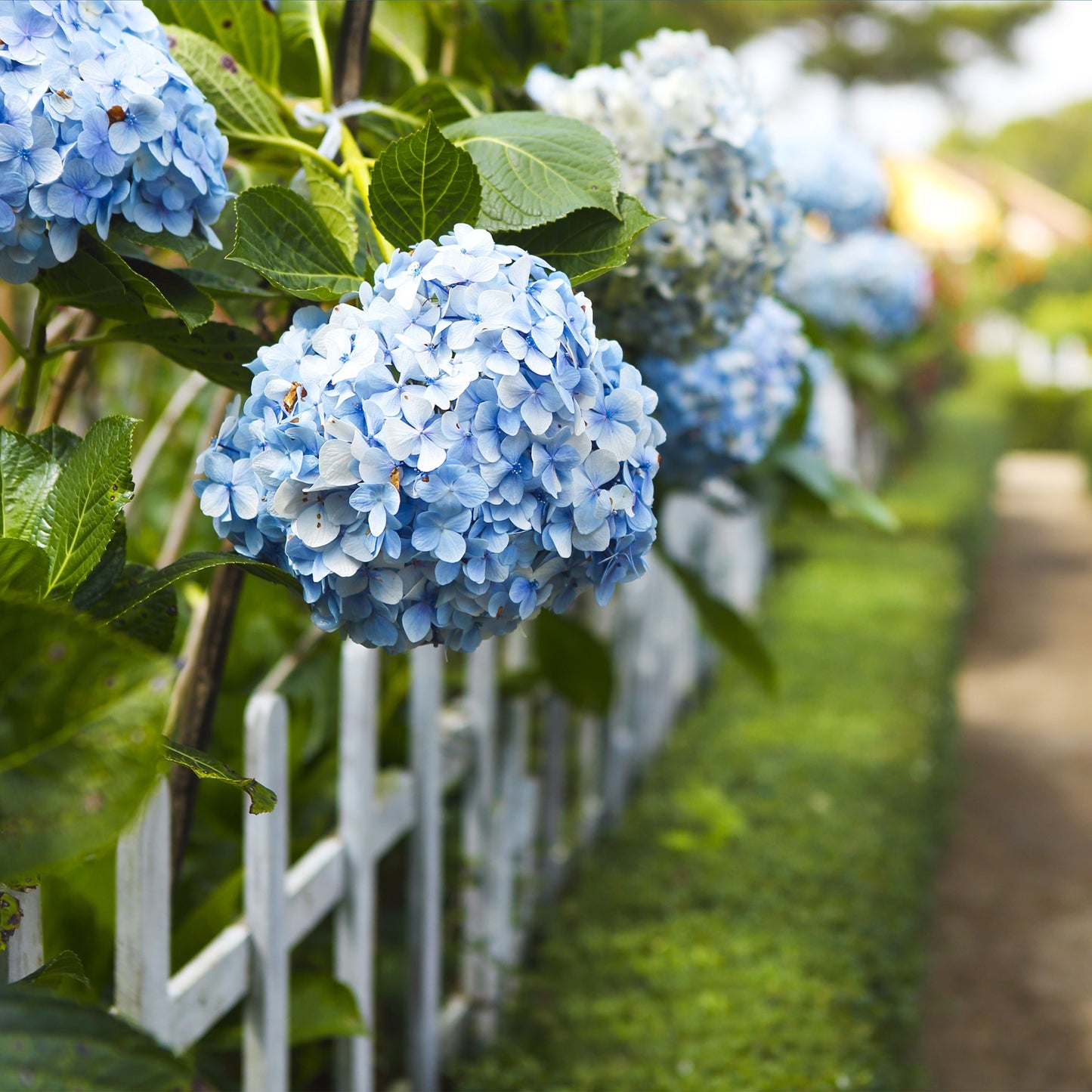 Nikko Blue Hydrangea Bush