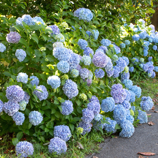 Nikko Blue Hydrangea Bush