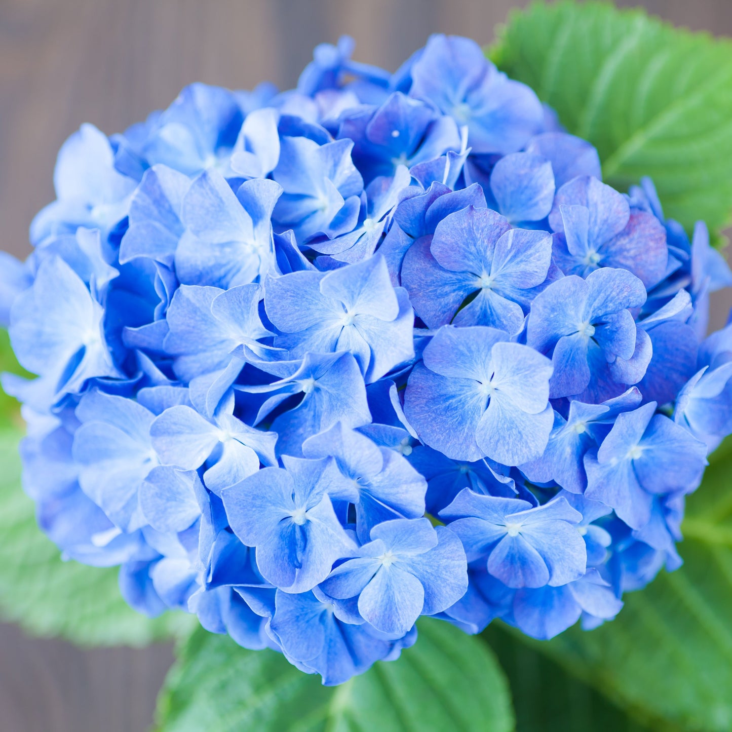 Nikko Blue Hydrangea Bush