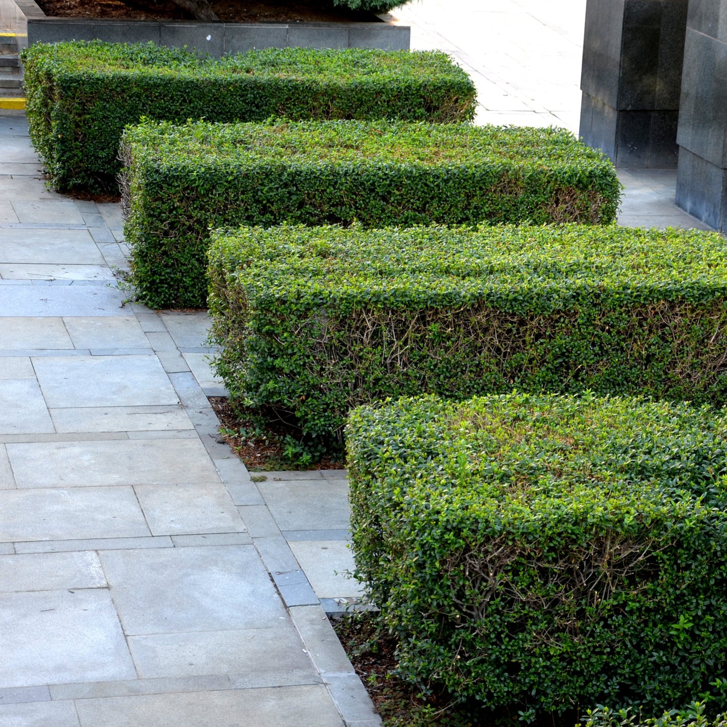 Northern Privet Hedge