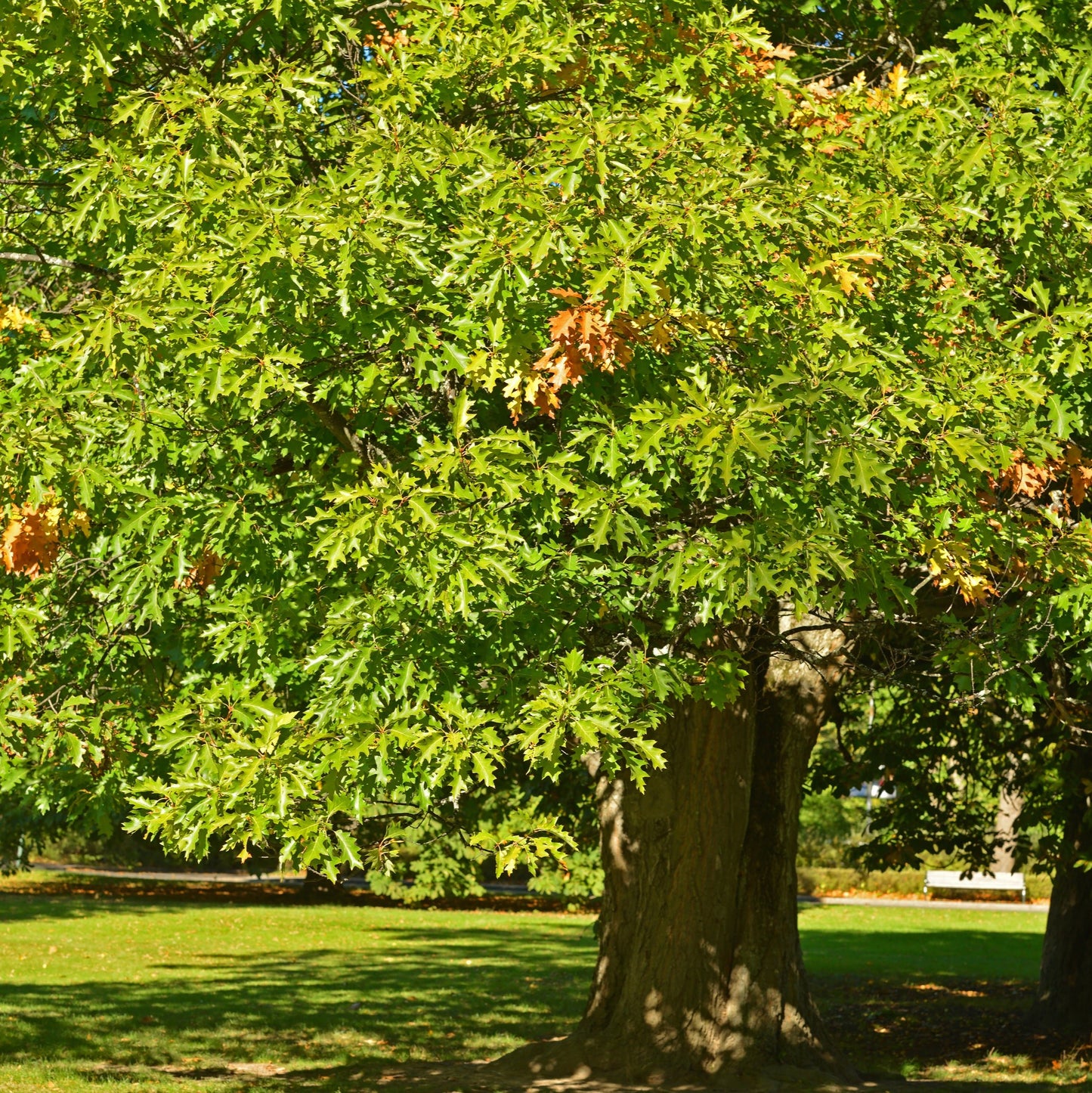 Northern Red Oak Tree