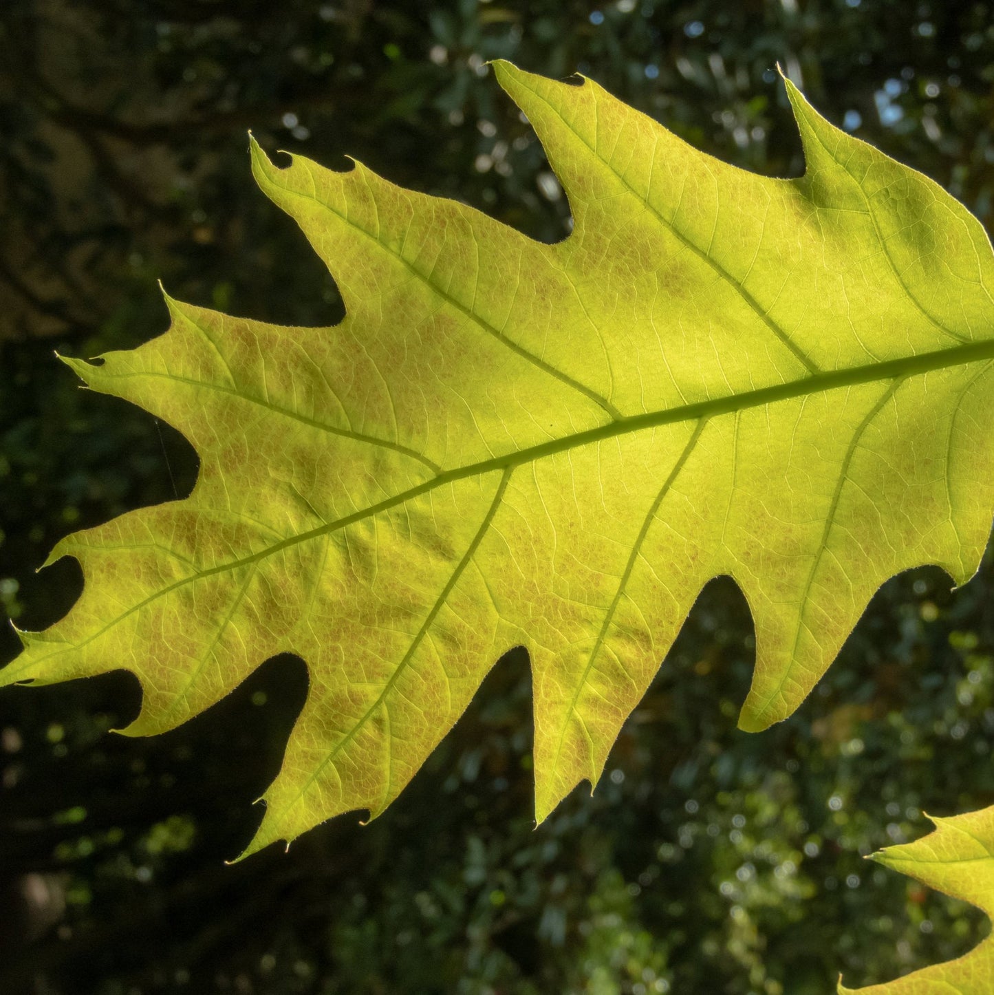 Northern Red Oak Tree