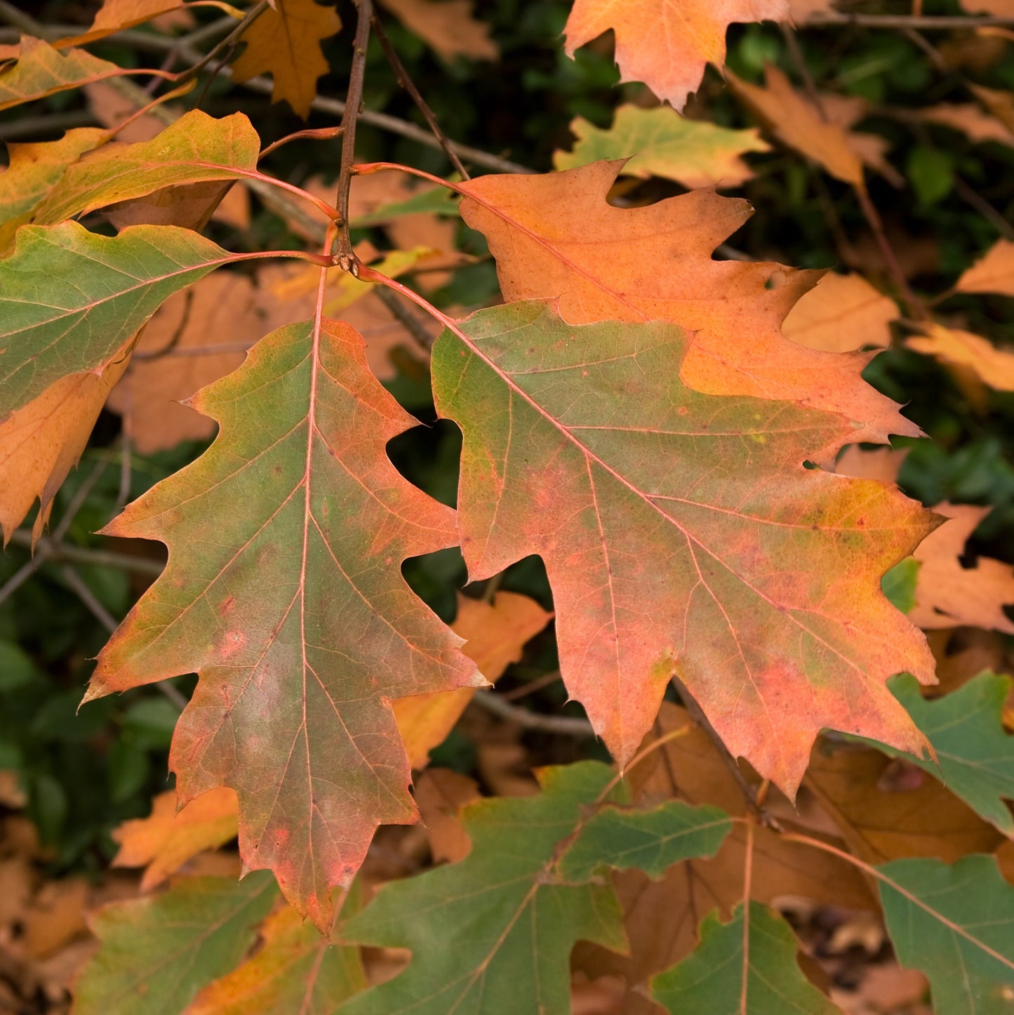 Northern Red Oak Tree