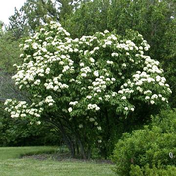 Nannyberry Viburnum Bush - Flowering Shrub - Buy Online at Barely Rooted