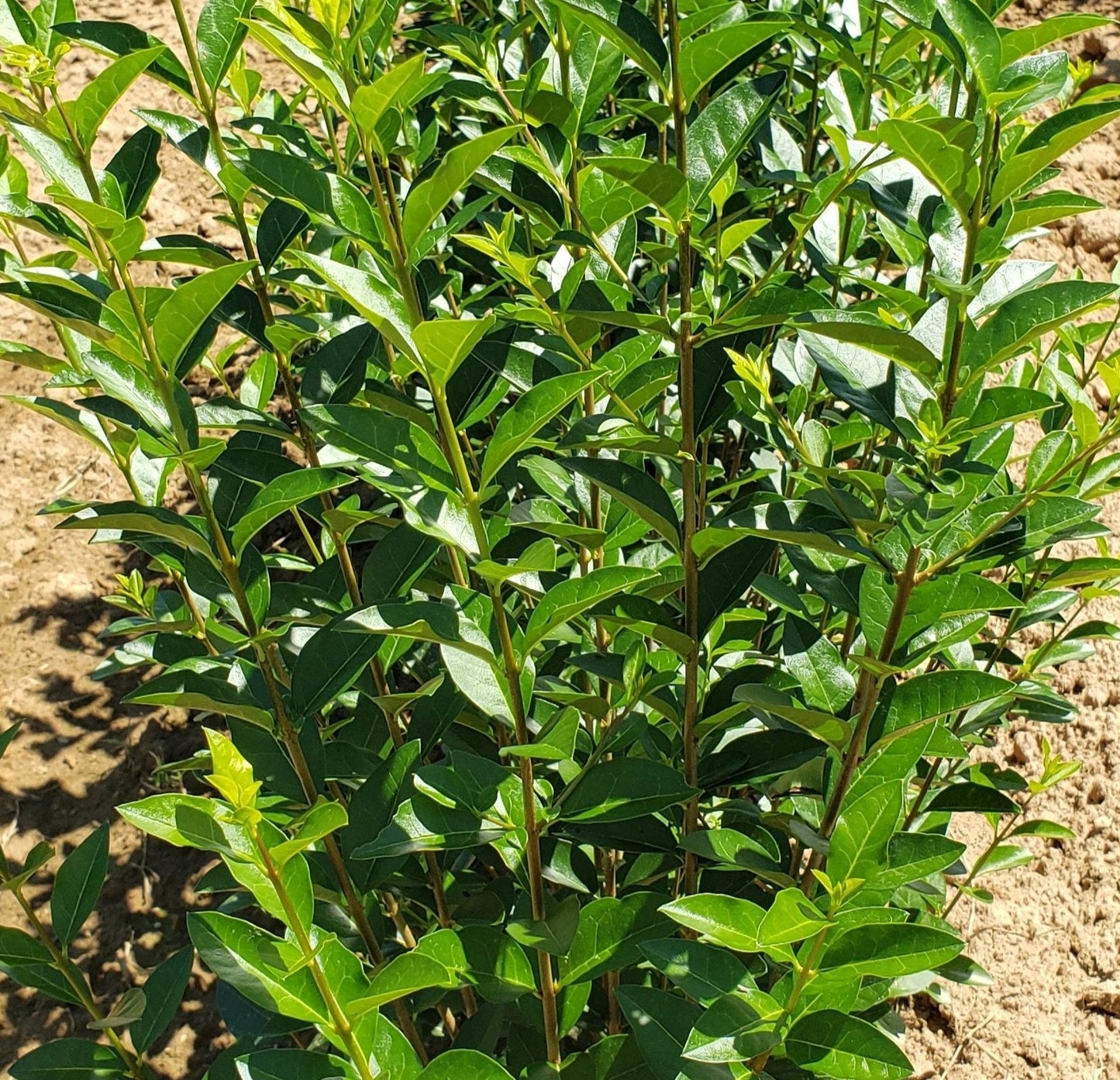 Northern Privet Hedge