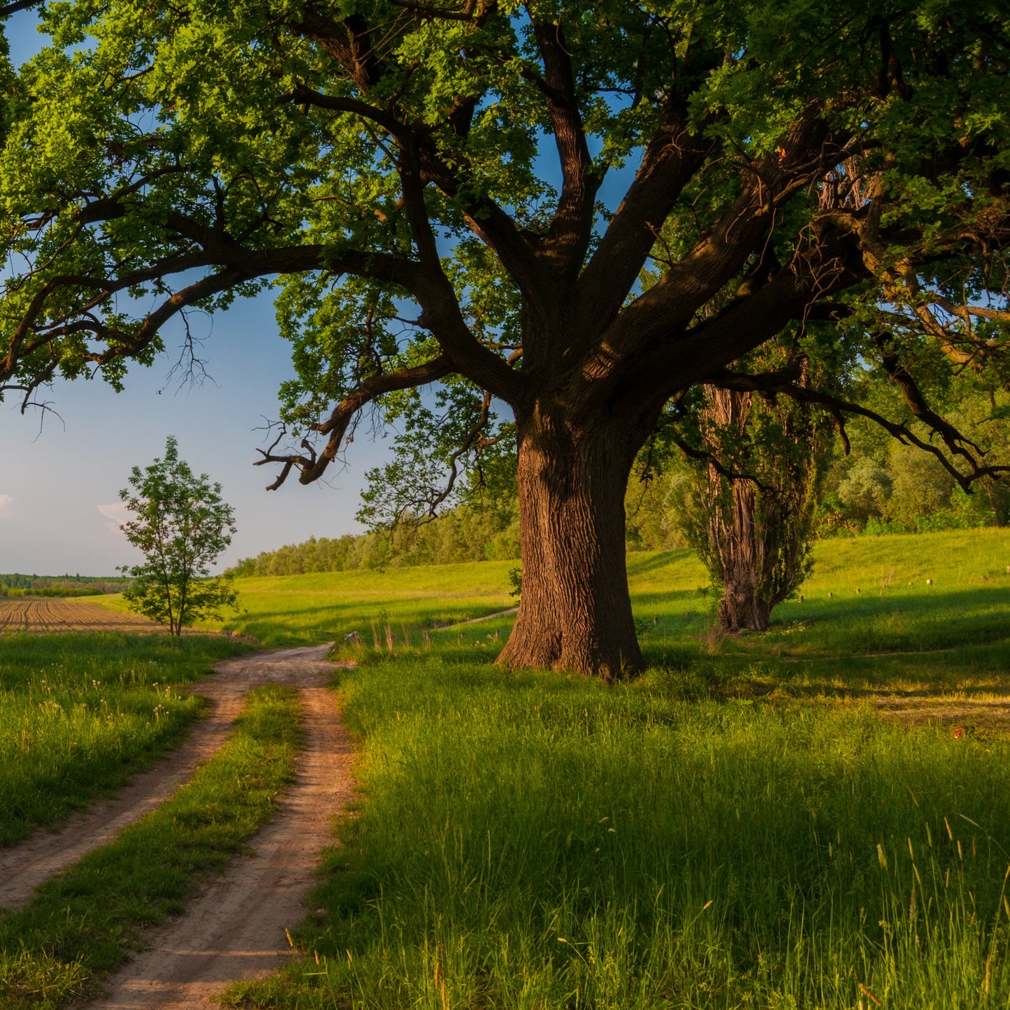 White Oak Tree