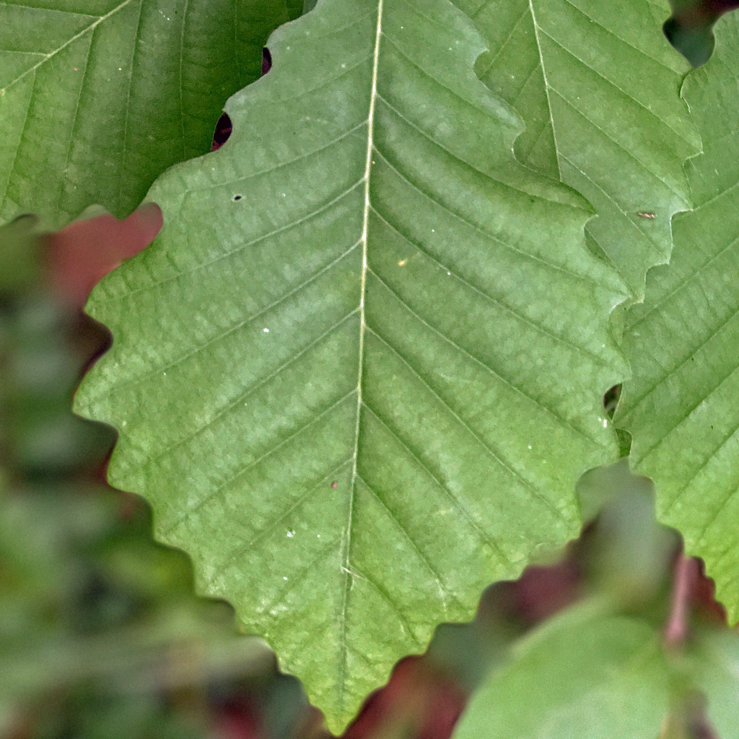 Chestnut Oak Tree