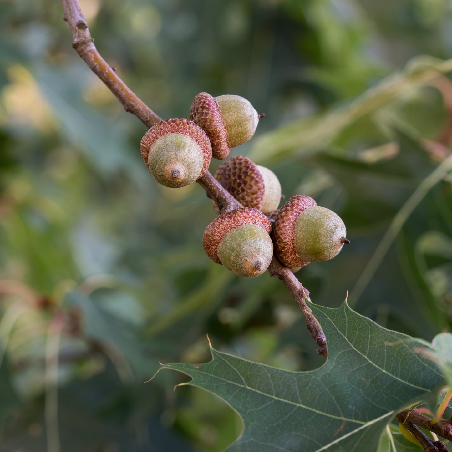Chinkapin Oak Tree