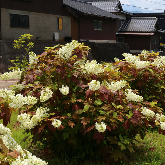 Oakleaf Hydrangea Shrub