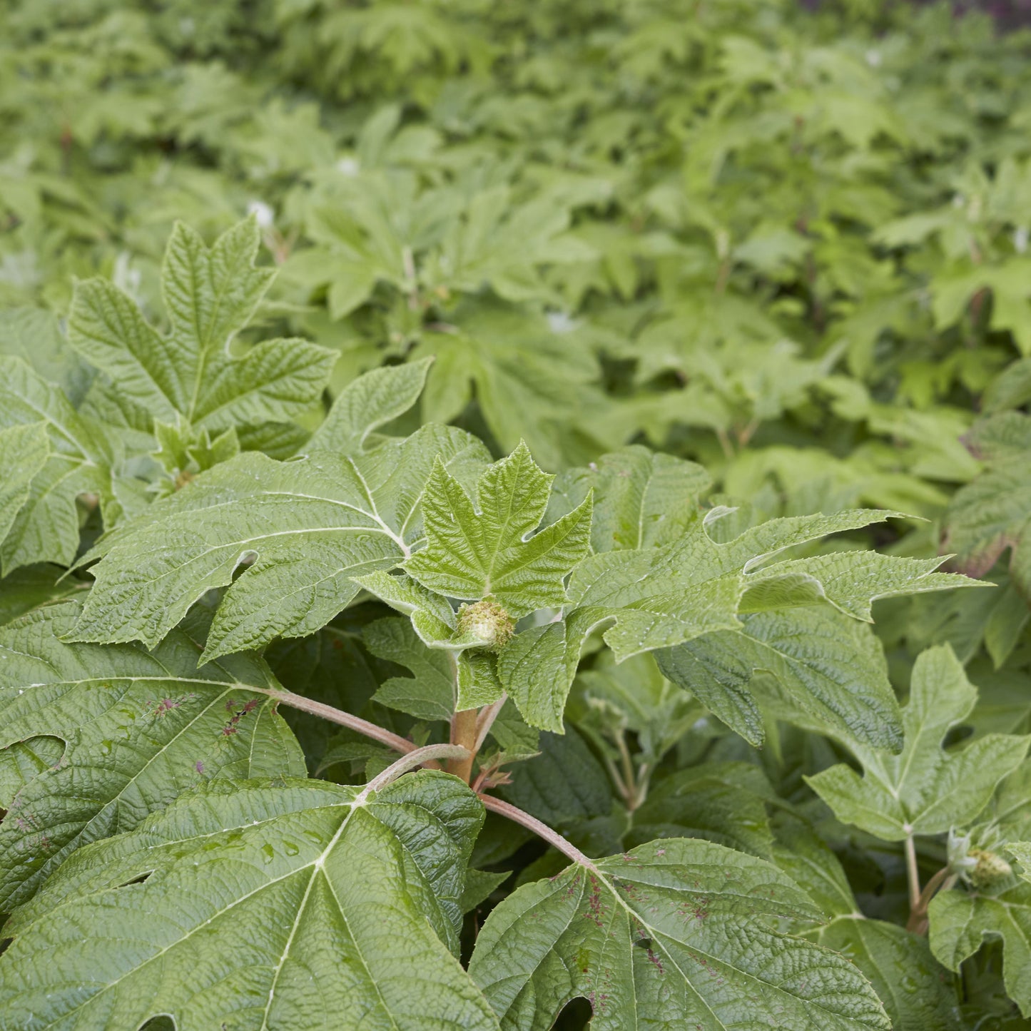Oakleaf Hydrangea Shrub