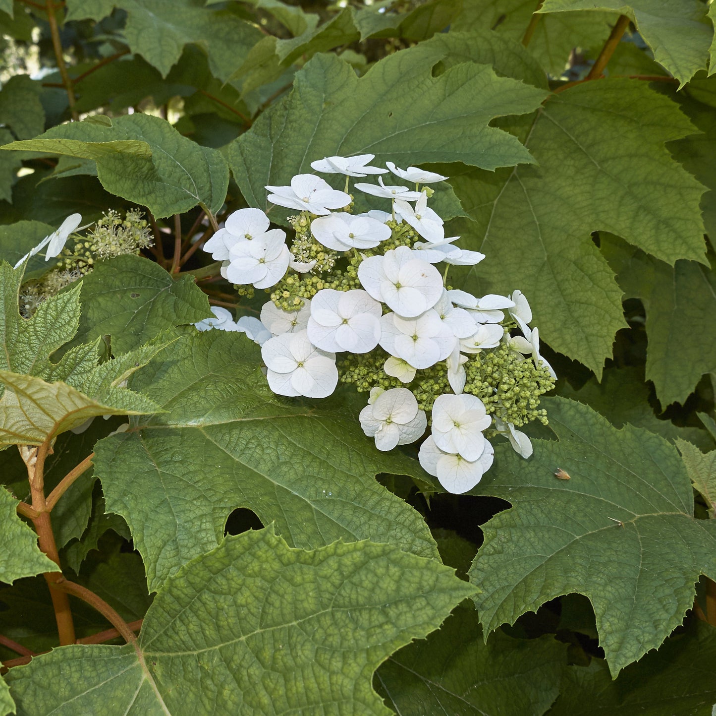 Oakleaf Hydrangea Shrub
