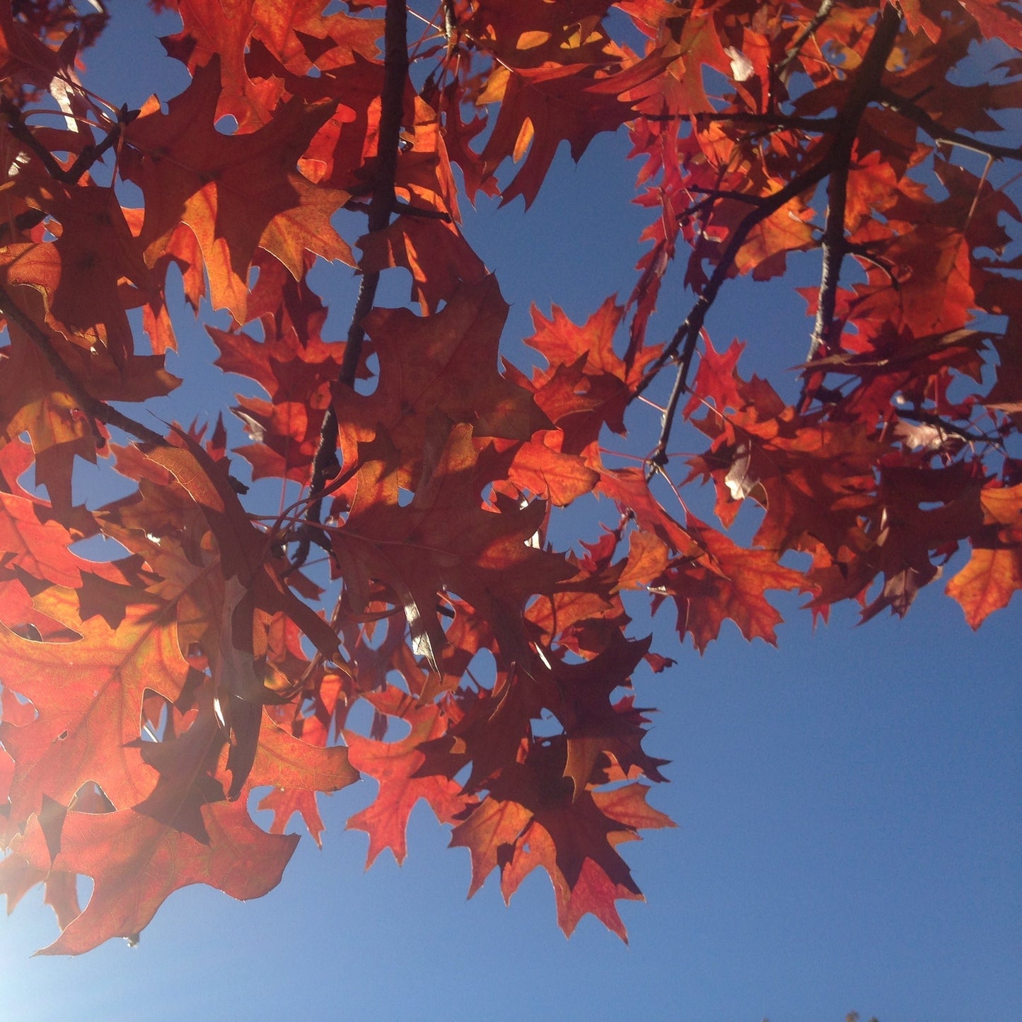 Shumard Oak Tree