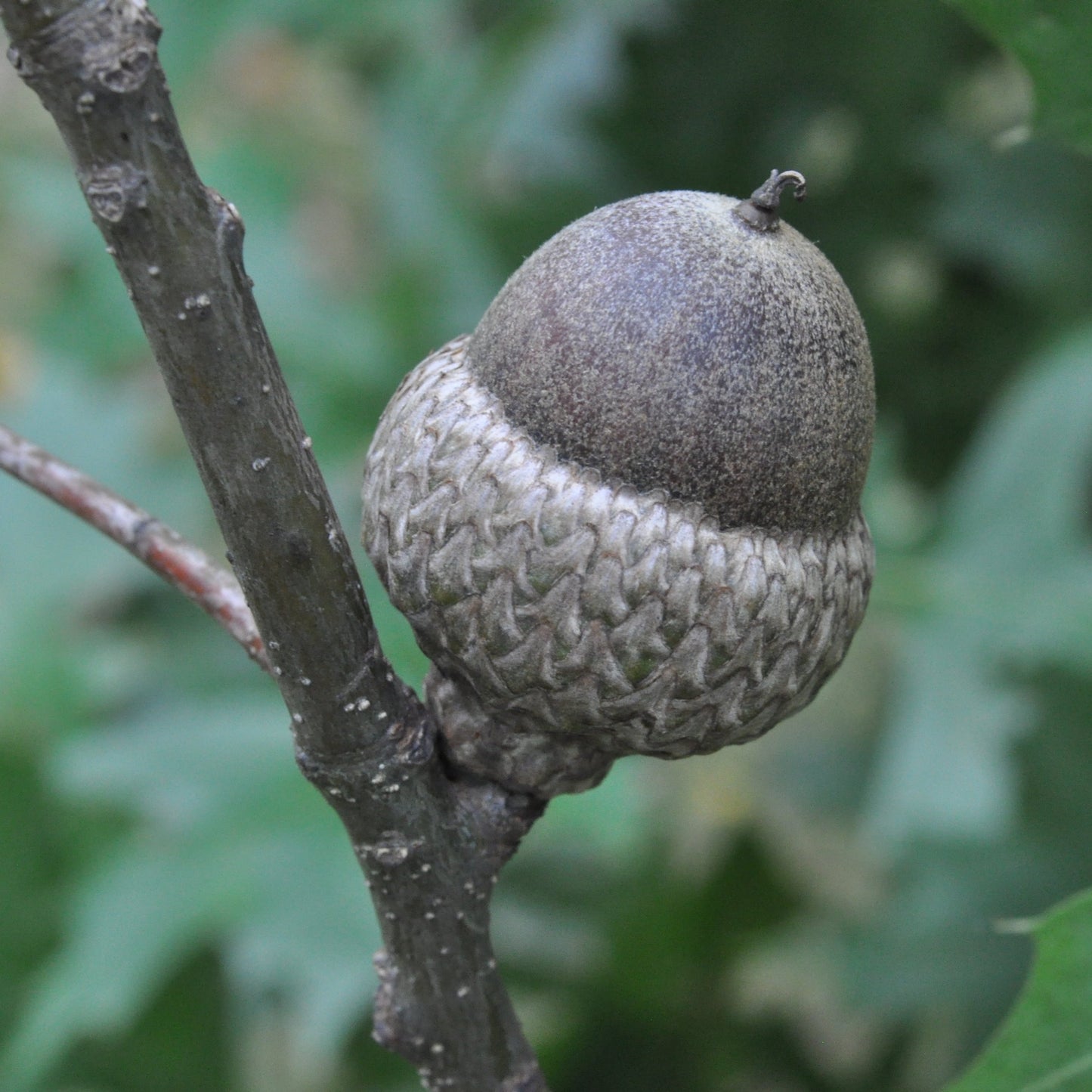 Shumard Oak Tree