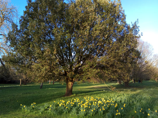 Shumard Oak Tree