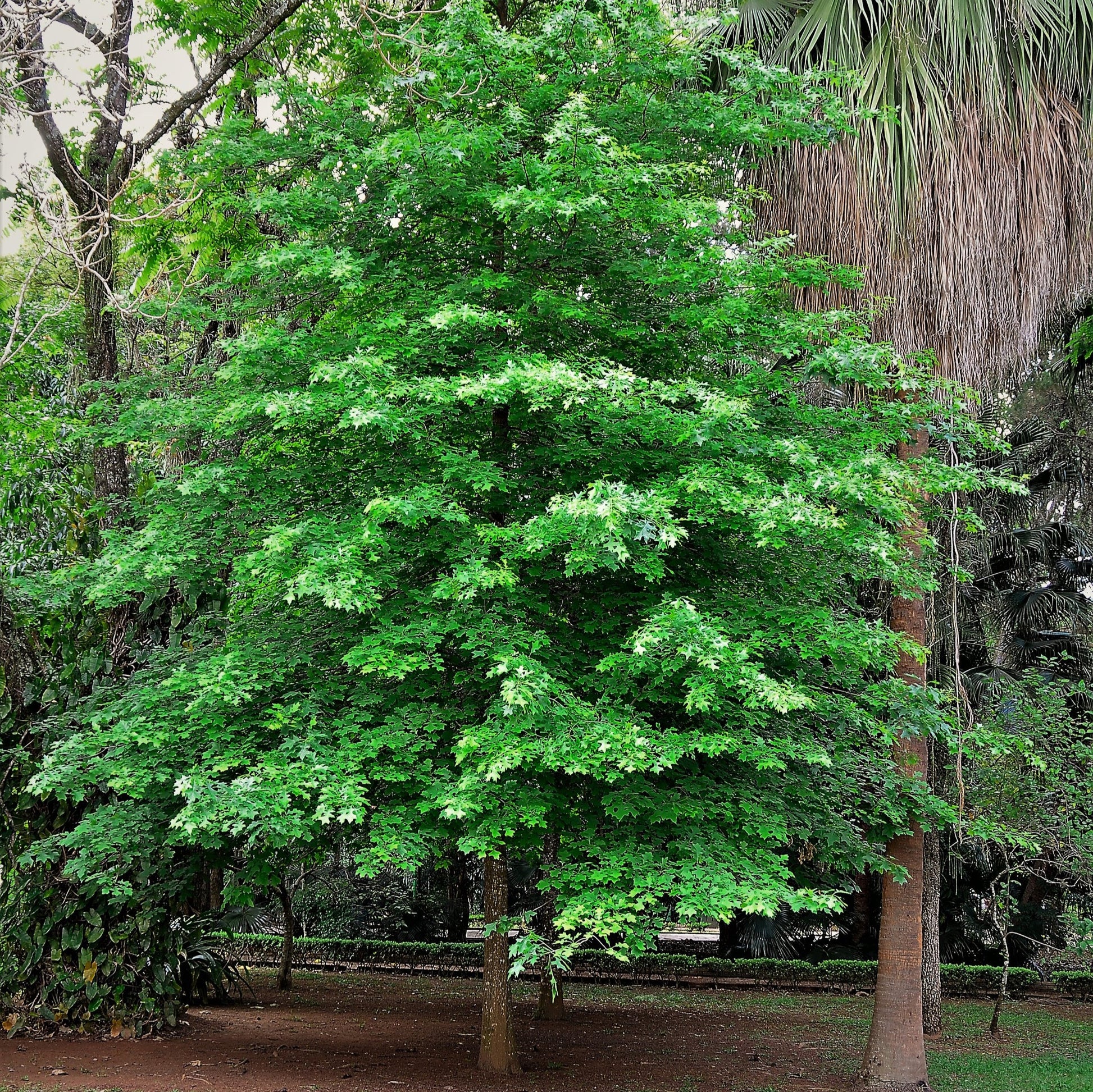 Scarlet Red Oak Tree - Shade Tree - Buy Online at Barely Rooted