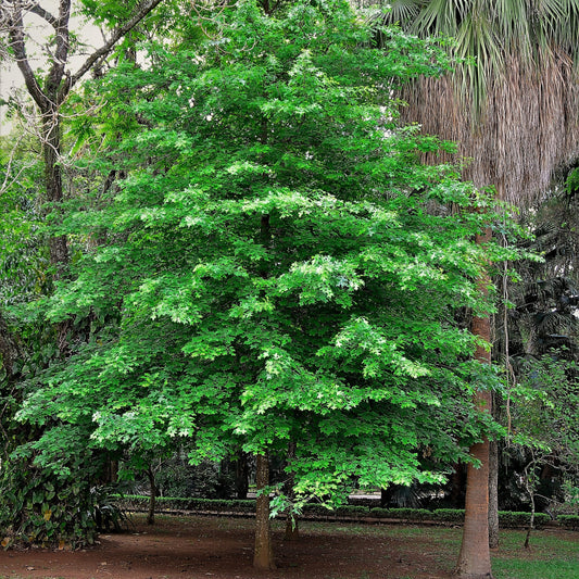 Scarlet Red Oak Tree - Shade Tree - Buy Online at Barely Rooted