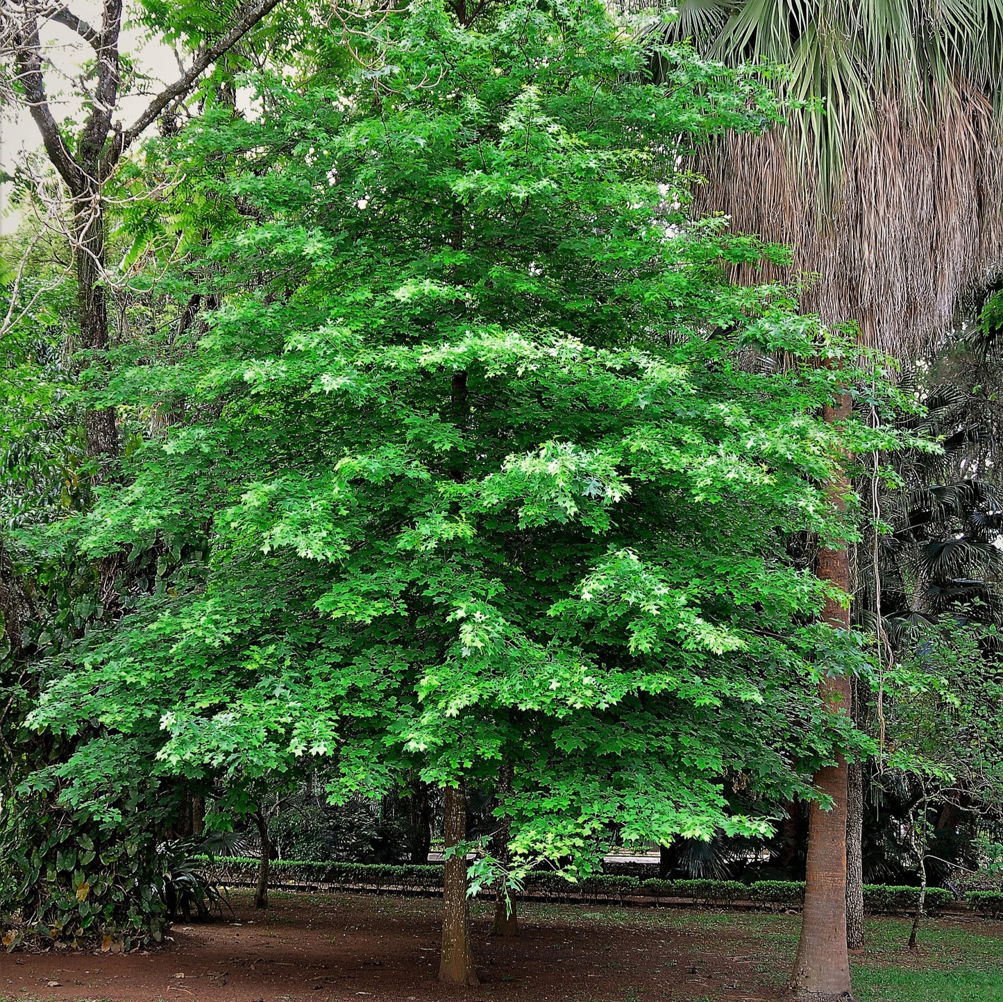 Scarlet Red Oak Tree