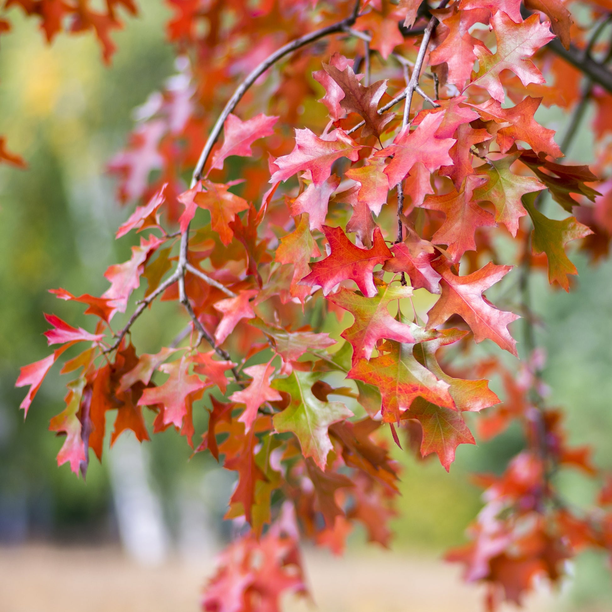 Scarlet Red Oak Tree - Shade Tree - Buy Online at Barely Rooted