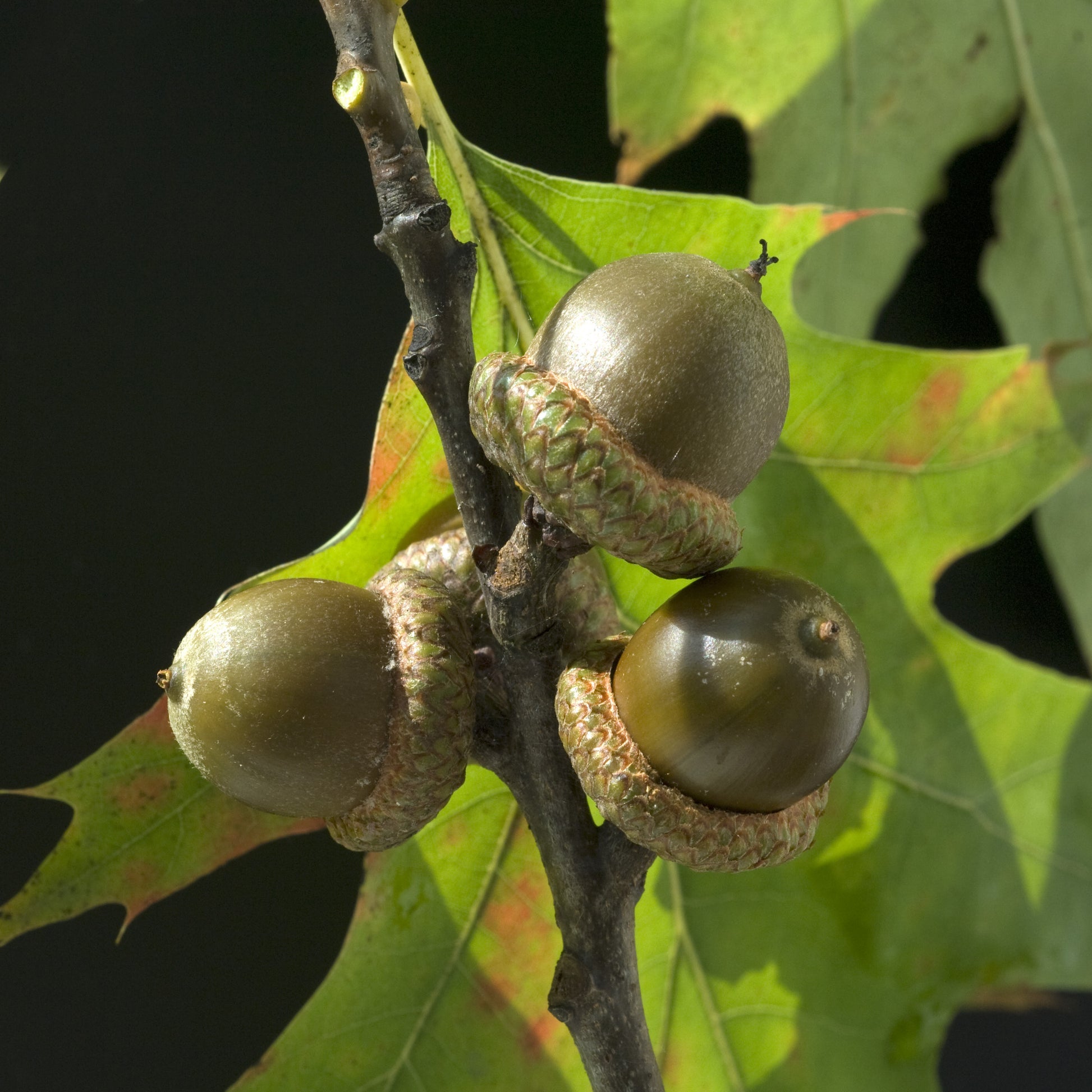 Scarlet Red Oak Tree - Shade Tree - Buy Online at Barely Rooted