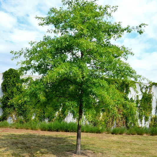 Swamp White Oak Tree - Shade Tree - Buy Online at Barely Rooted
