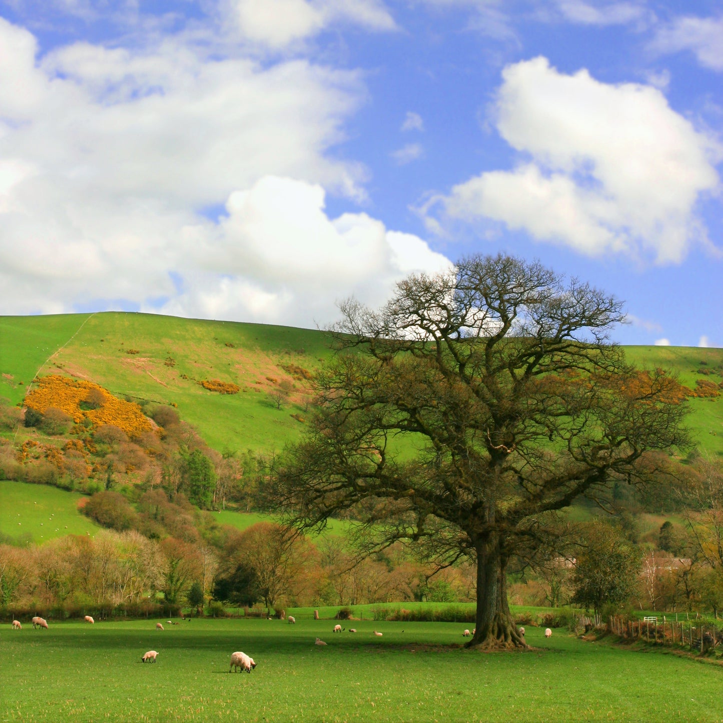 White Oak Tree