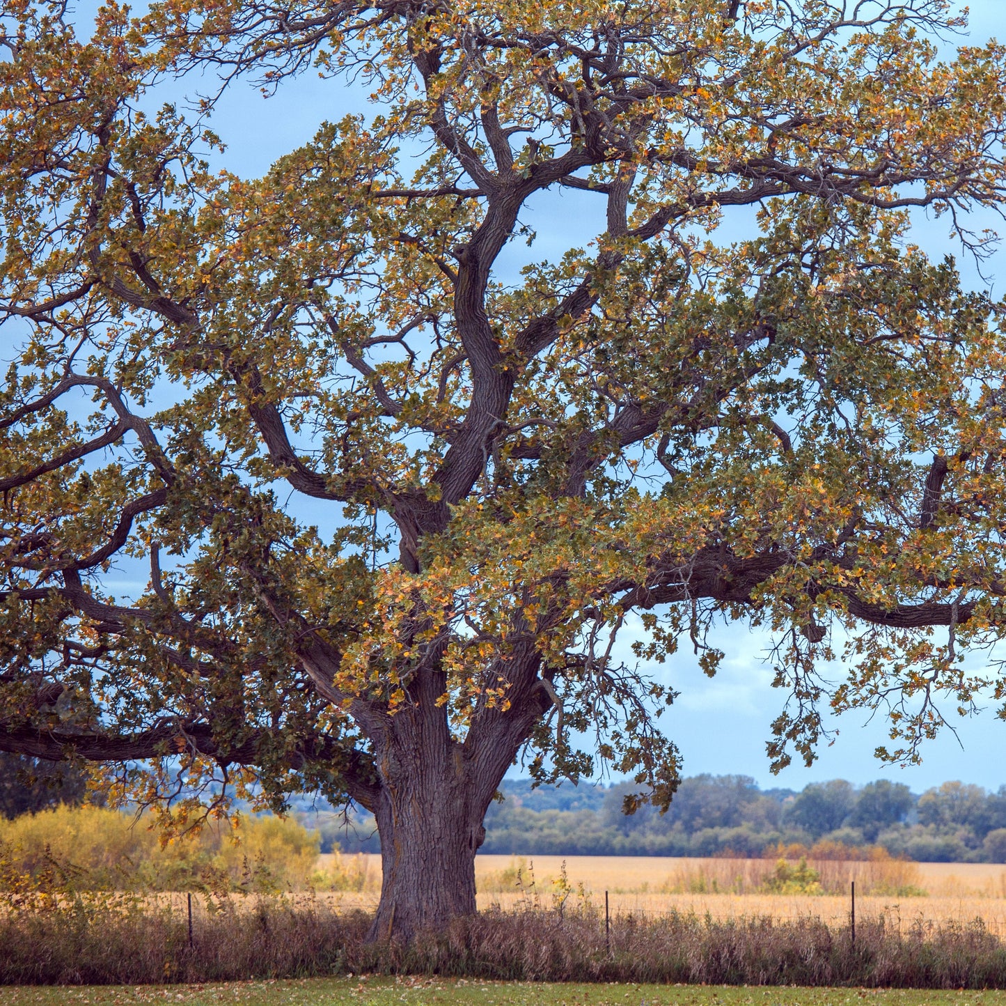 White Oak Tree