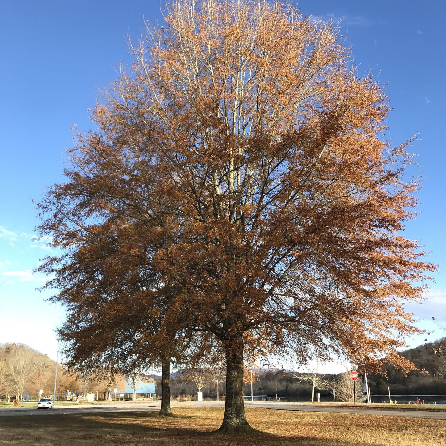 Willow Oak Tree