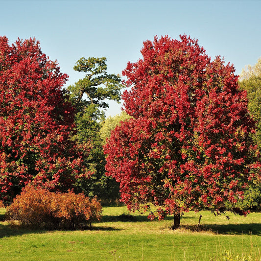 October Glory Maple Tree - Shade Tree - Buy Online at Barely Rooted