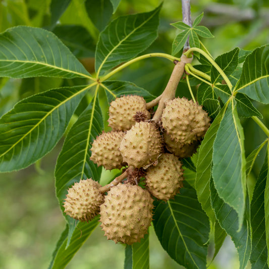 Ohio Buckeye Tree - Shade Tree - Buy Online at Barely Rooted
