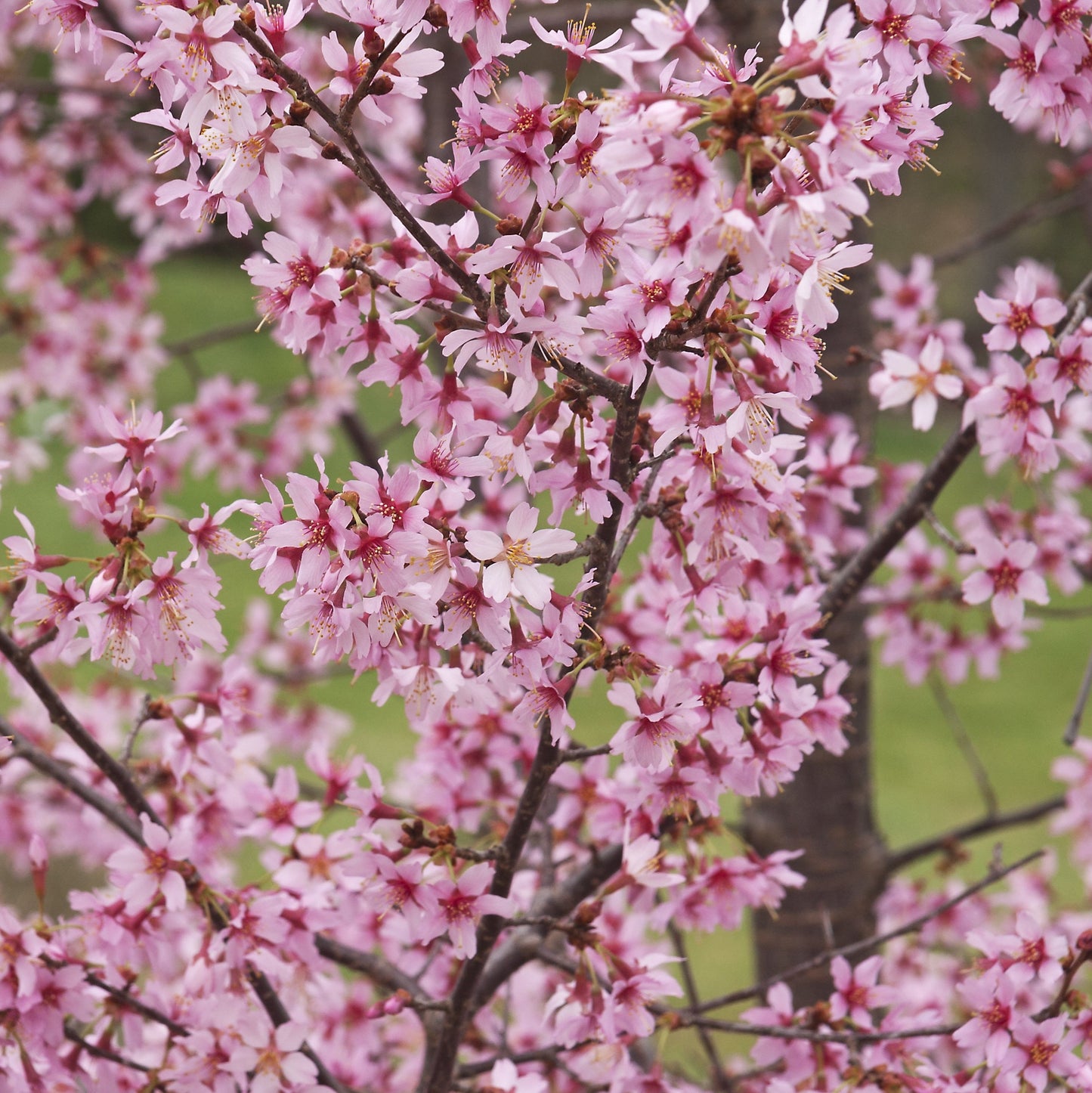 Okame Cherry Tree